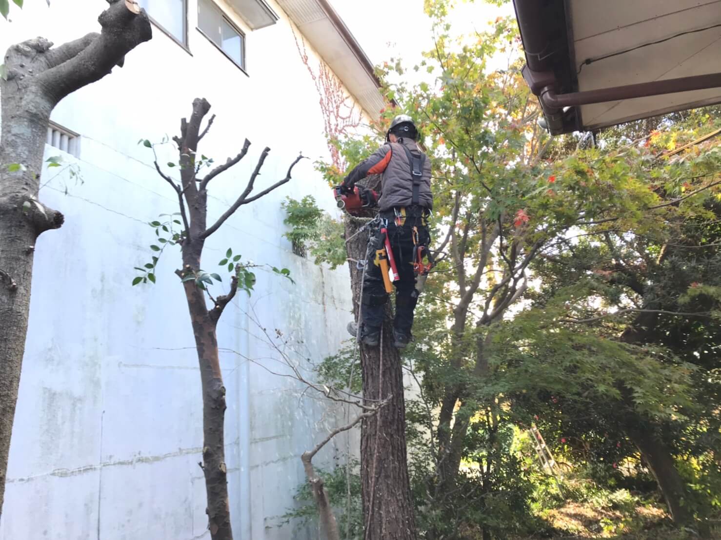 マツの伐採も終えてアプローチに光りが差し込むように